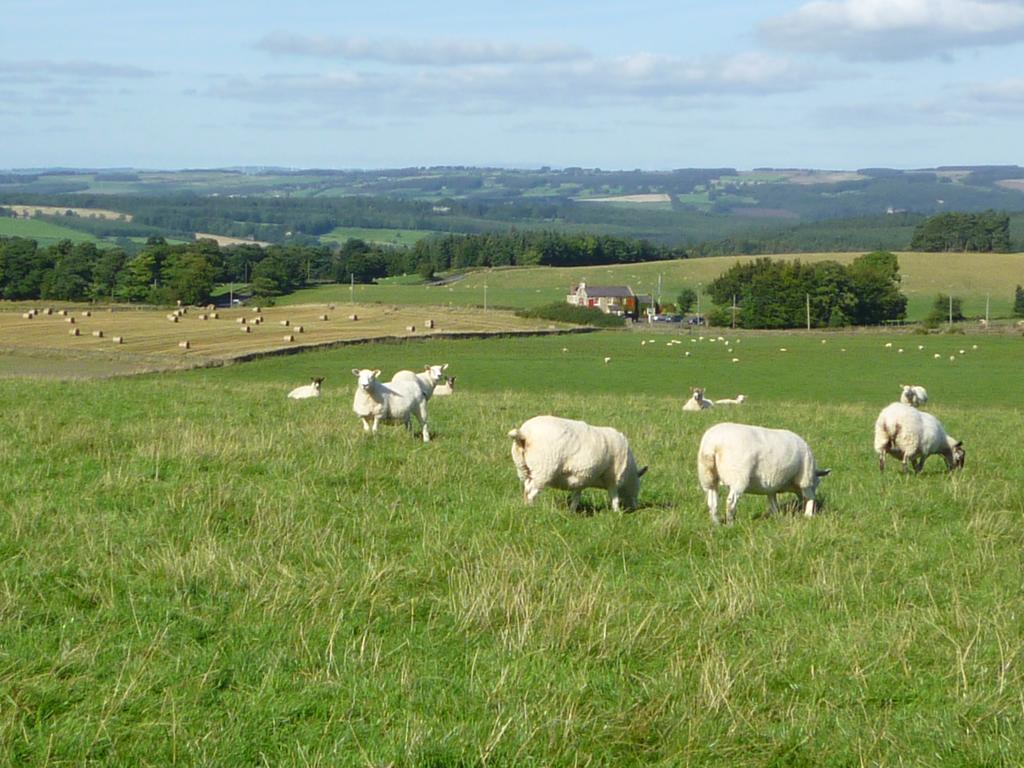 Rye Hill Farm Bed and Breakfast Hexham Exteriör bild